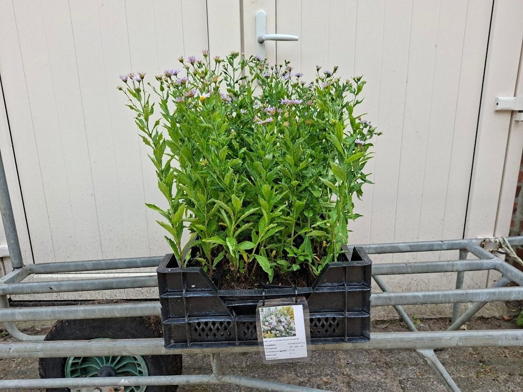 Bloeiende Kalimeris incisa 'Madiva' (Zomeraster) in pot!, Tuin en Terras, Planten | Tuinplanten, Ophalen, Overige soorten, Volle zon