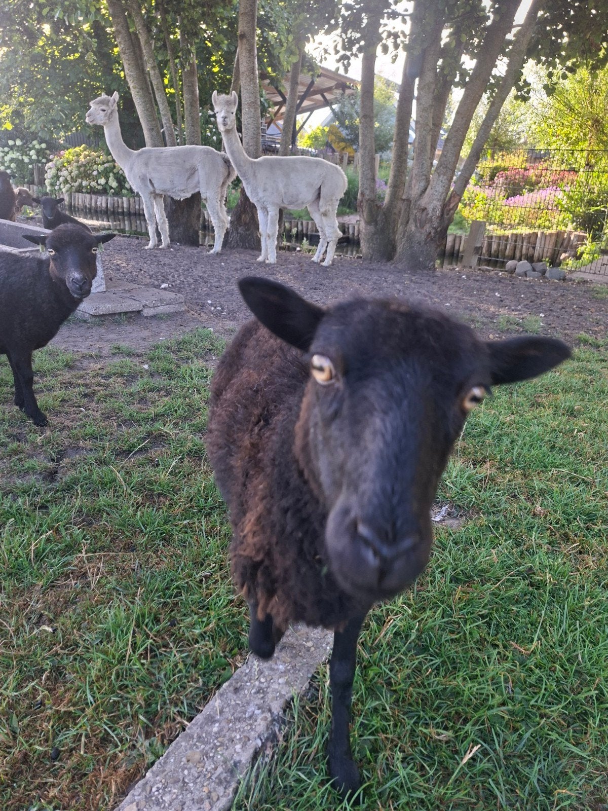 ouessant schapen, Vrouwelijk, Schaap