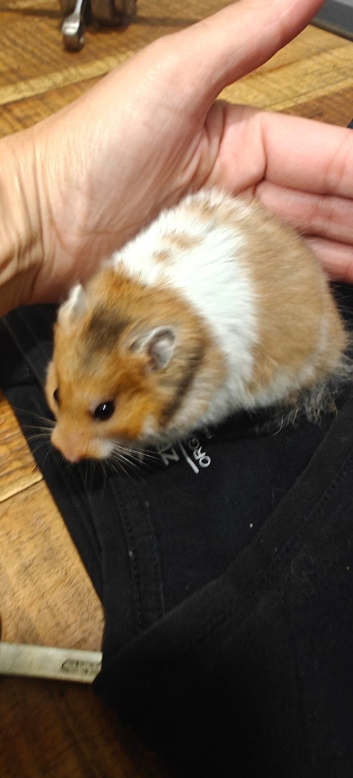 Goud Hamsters, Dieren en Toebehoren, Knaagdieren, Hamster, Mei, Meerdere dieren, Tam
