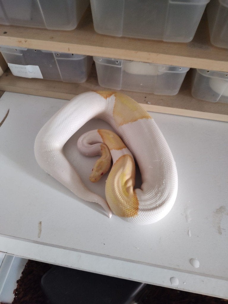 Collectie Koningspythons, Ball Python, Python Regius, Dieren en Toebehoren, Slang, Tam, 3 tot 6 jaar