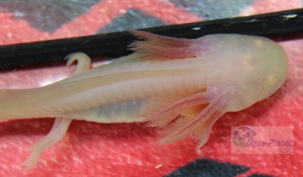 Axolotl - White Albino "Baby" (Juni Actie!!! €14,99 pst), Amfibie, Tam, 0 tot 2 jaar