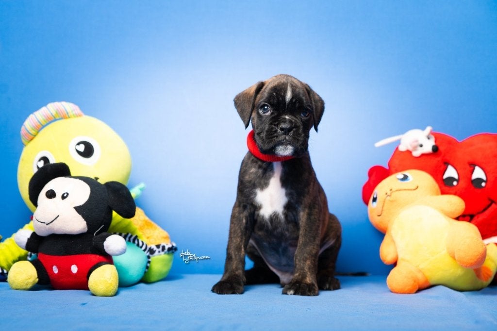 Boxer puppy's, Dieren en Toebehoren, Overige rassen, 8 tot 15 weken, Parvo, Meerdere