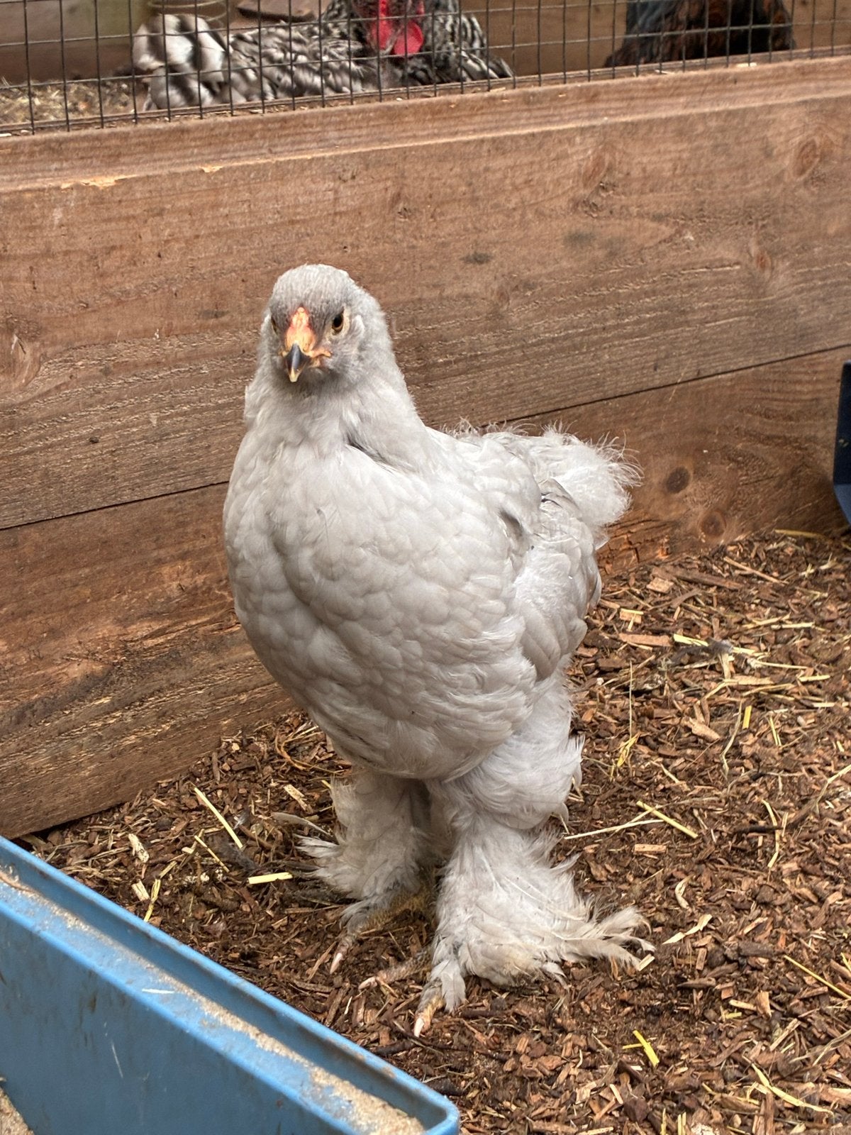 Brahma kuikens te koop (alleen nog hanen), Dieren en Toebehoren, Pluimvee, Meerdere dieren, Kip