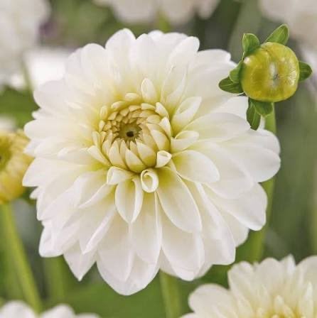 SNOWCAP DAHLIAKNOLLEN TE KOOP!, Ophalen, Voorjaar, Volle zon, Knol
