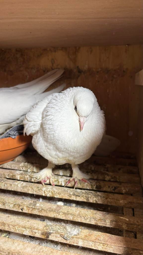 Mooi Wit takla Duiven, Meerdere dieren, Postduif