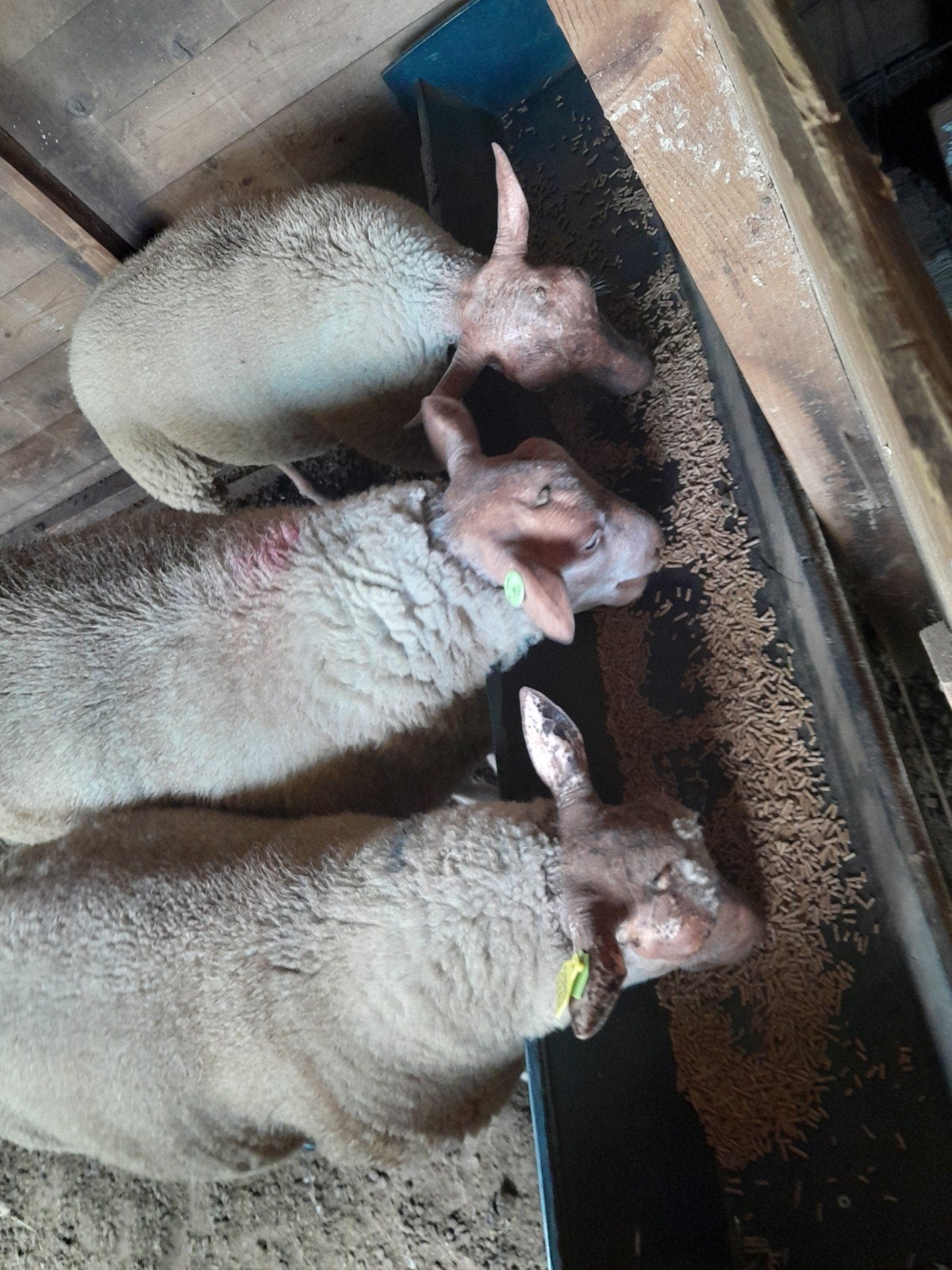 schapen, Dieren en Toebehoren, Schapen, Geiten en Varkens, Mannelijk, Schaap
