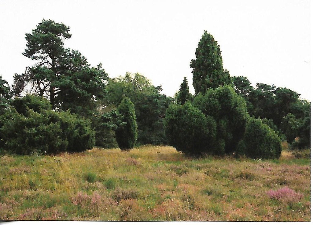 Drenthe- -Molenveld., Verzenden, 1980 tot heden, Ongelopen, Drenthe