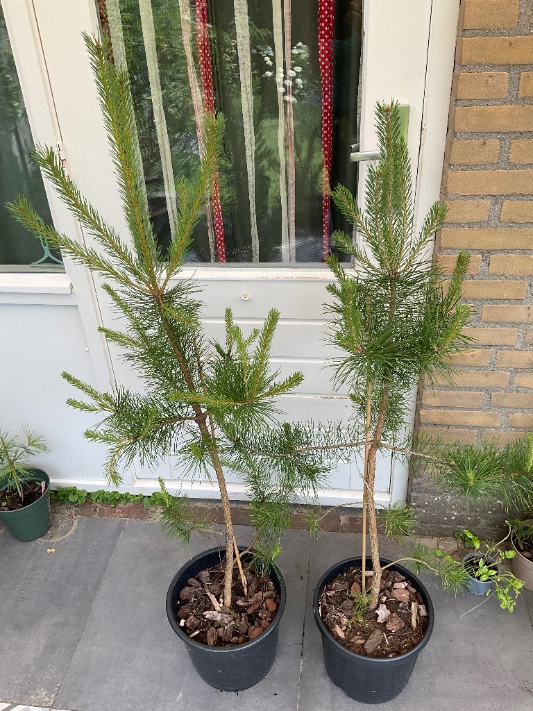 Grove den, denneboom, Bloeit niet, Overige soorten, 100 tot 250 cm, Ophalen