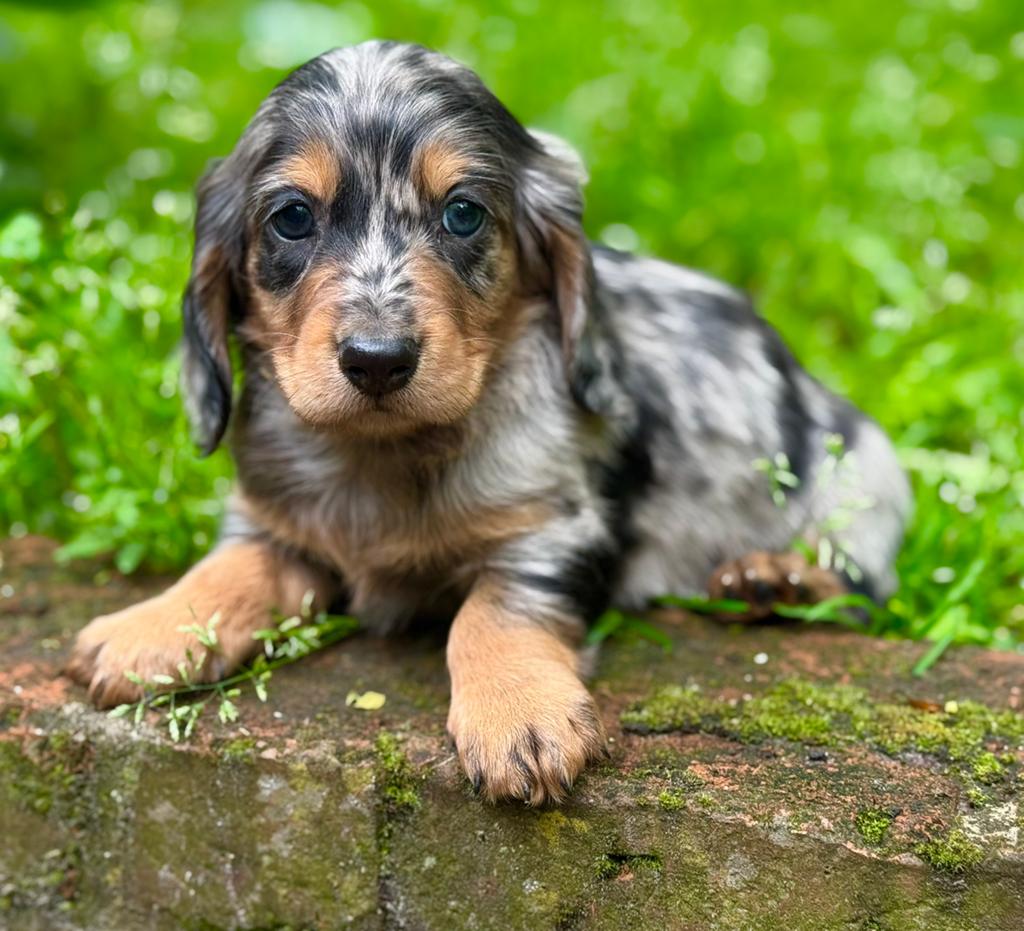 langhaar  teckel pup black merle reu 2000€, Nederland, Parvo, 8 tot 15 weken, Dwerg