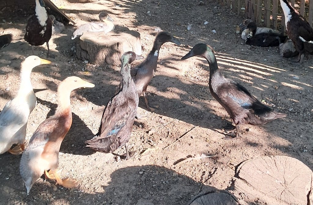 Eenden pullen  loopeend, Dieren en Toebehoren, Geslacht onbekend, Eend