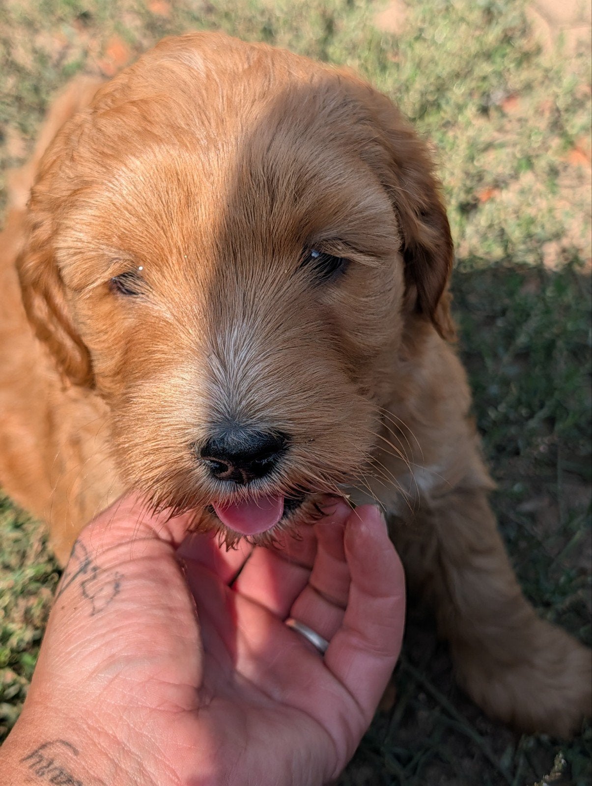 Labradoodle pups Niko, Noah, Billy en Bambi zoeken hun forev, Overige rassen, 8 tot 15 weken, Teef, Eén hond