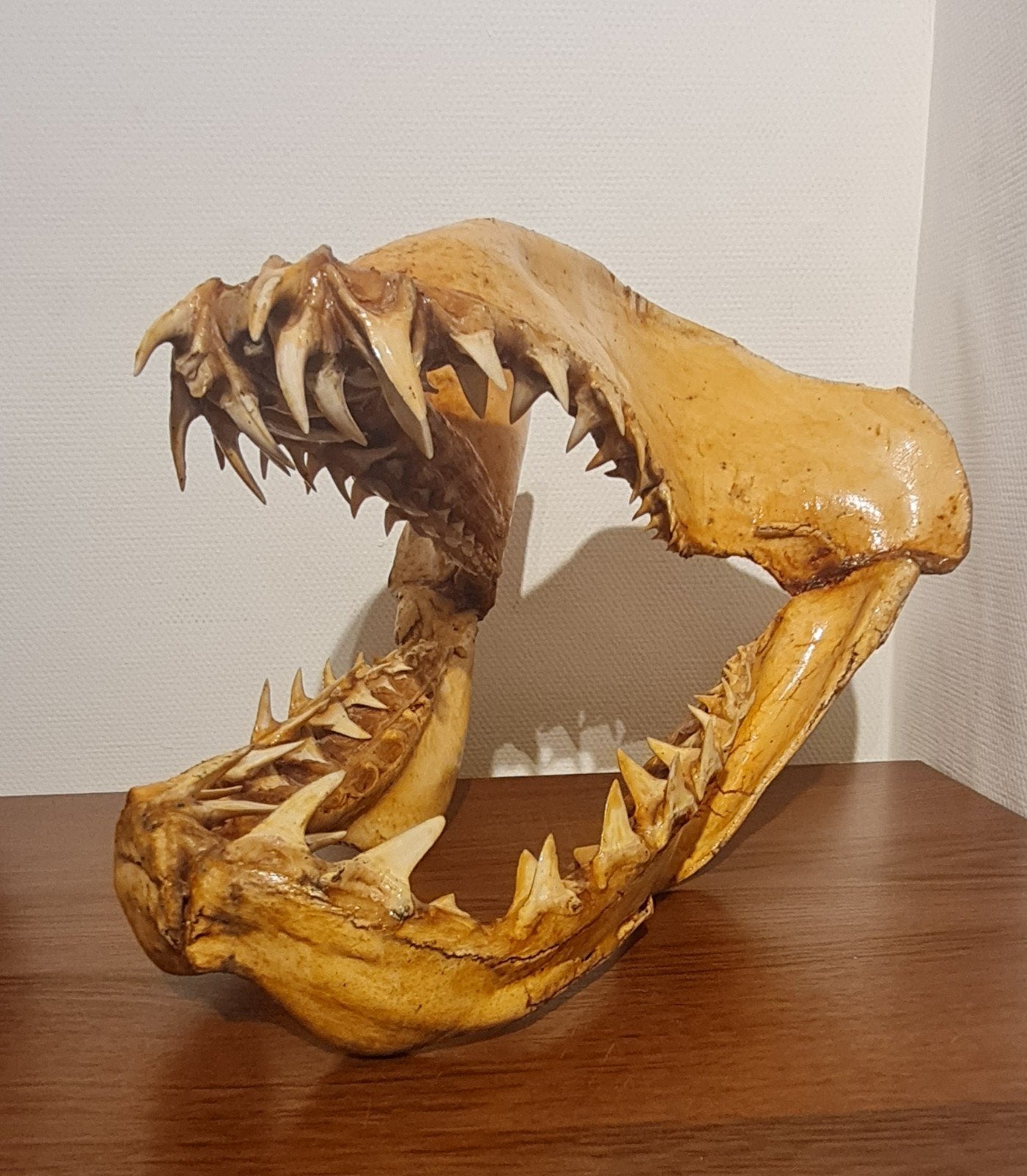Grote authentieke haaienkaak 30 cm voor 1940, Verzamelen, Ophalen, Gebruikt, Hert, Opgezet dier