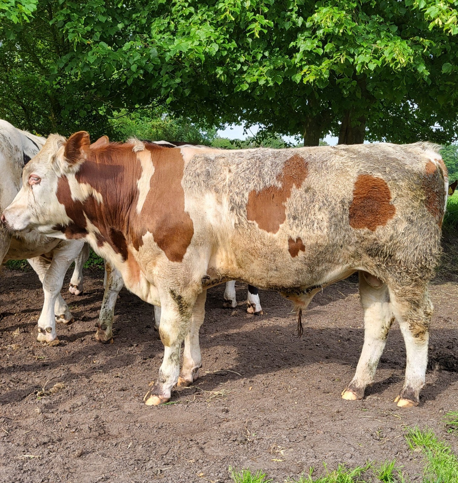 2 x Stier Mrij / Fleckfieh / Normandier, Dieren en Toebehoren, Runderen, Mannelijk