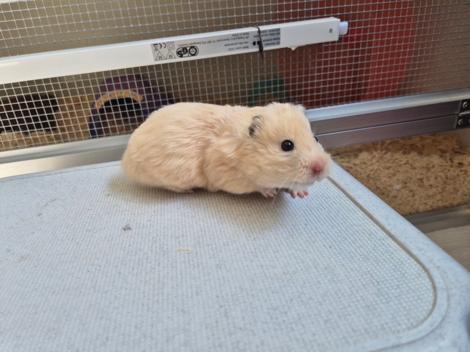 Super lieve en tamme Syrische hamster/ Goudhamster, Dieren en Toebehoren, Hamster, Augustus, Vrouwelijk, Tam
