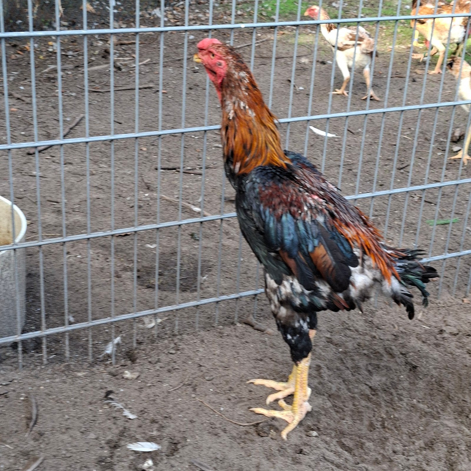 Indio Gigante ruilen of te koop., Dieren en Toebehoren