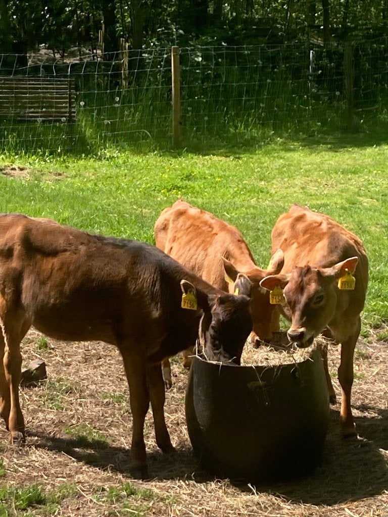 Gezocht vaste mest gratis strooien, Ophalen, Mest
