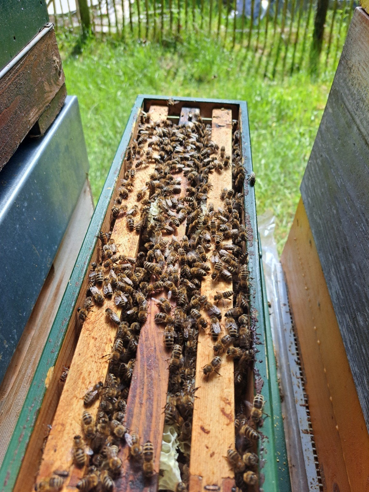 Bijenvolken Carnica, Dieren en Toebehoren, Insecten en Spinnen, Bijen