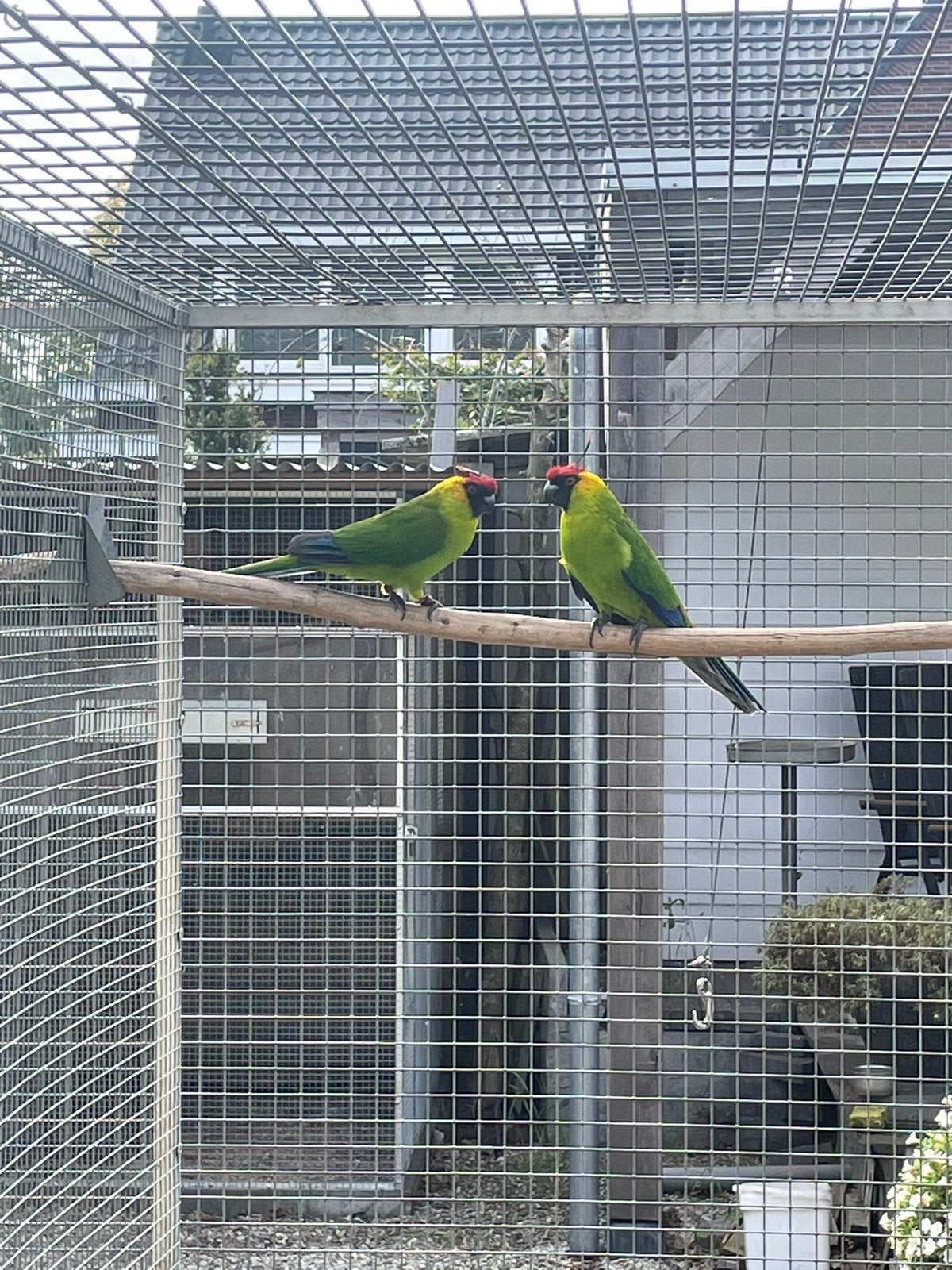 Koppel hoornparkieten, Meerdere dieren, Parkiet