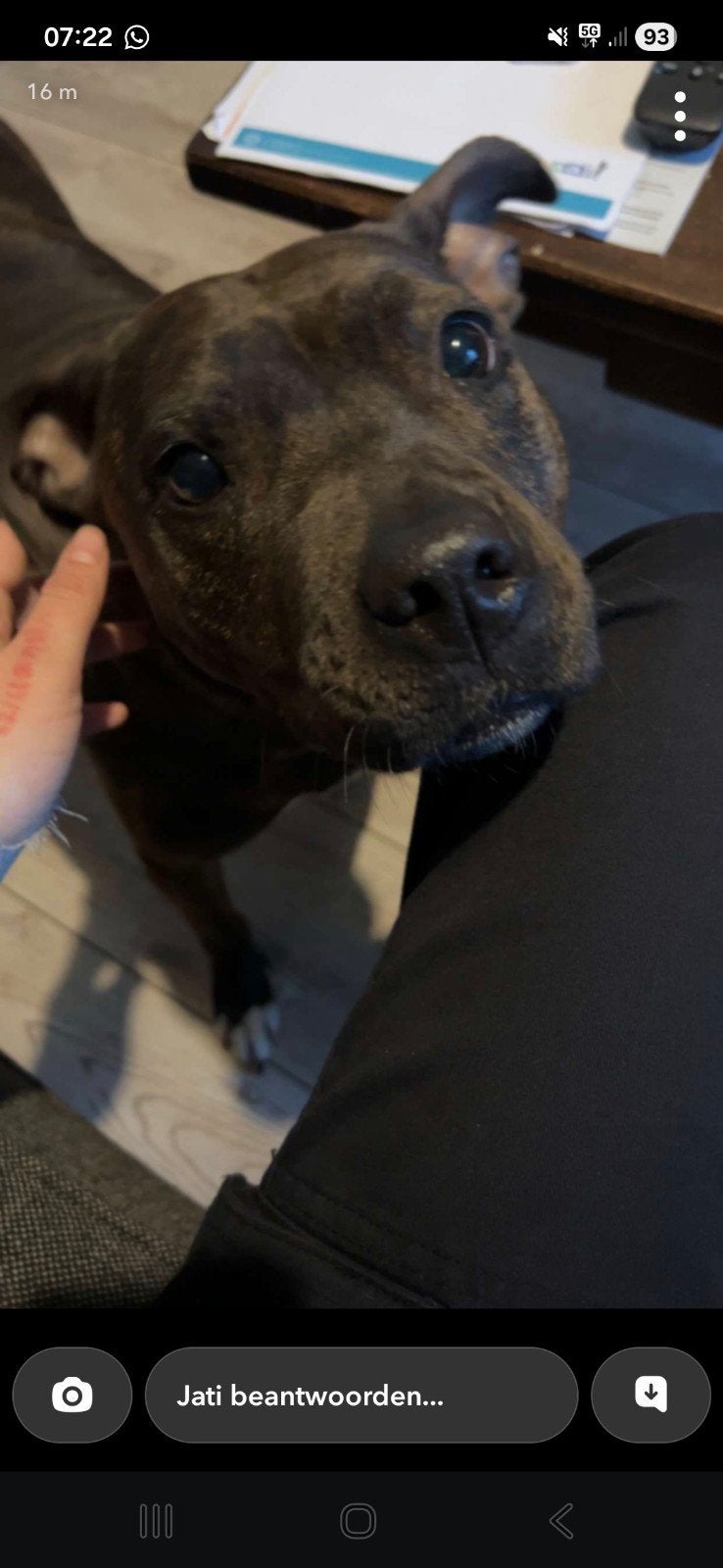 Nieuwe thuis gezocht, Dieren en Toebehoren, Teef, Eén hond, 3 tot 5 jaar, Nederland