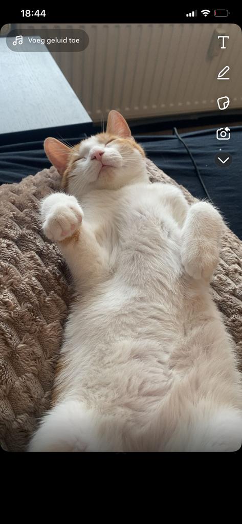 Lieve kitten kater gratis afhalen, Kater