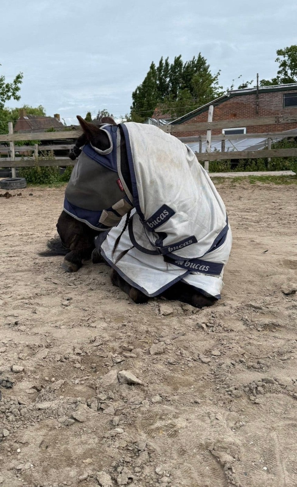 Bucas vliegendeken freedom, Bucas, Gebruikt, Vliegendeken, Ophalen of Verzenden