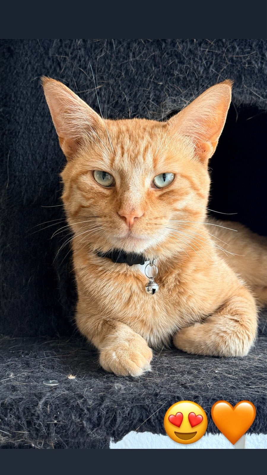 Lieve harroldje zoekt een warme thuis! (Kater), Kater