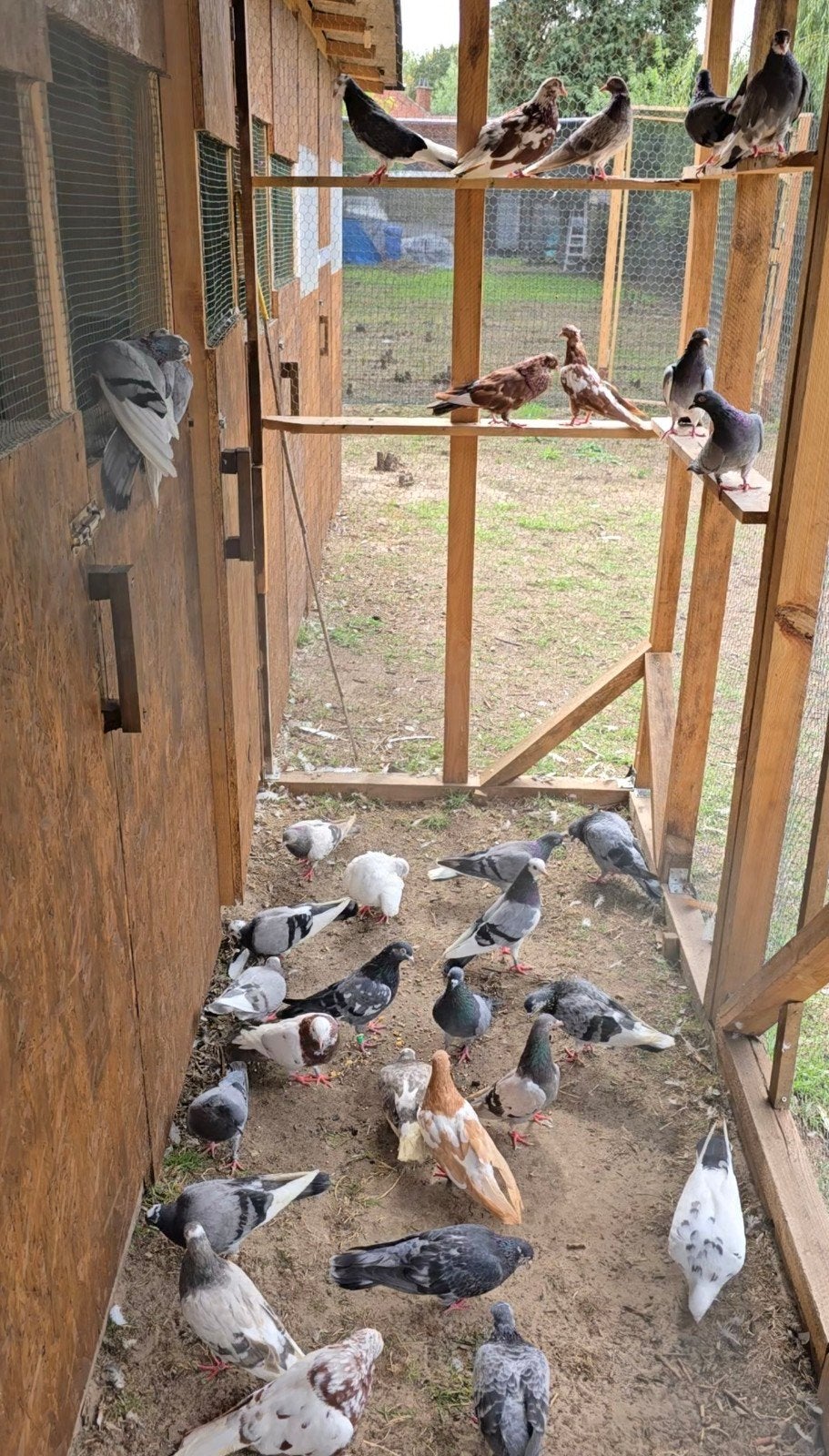 Engelse Tipplers Hoogvliegers, Meerdere dieren