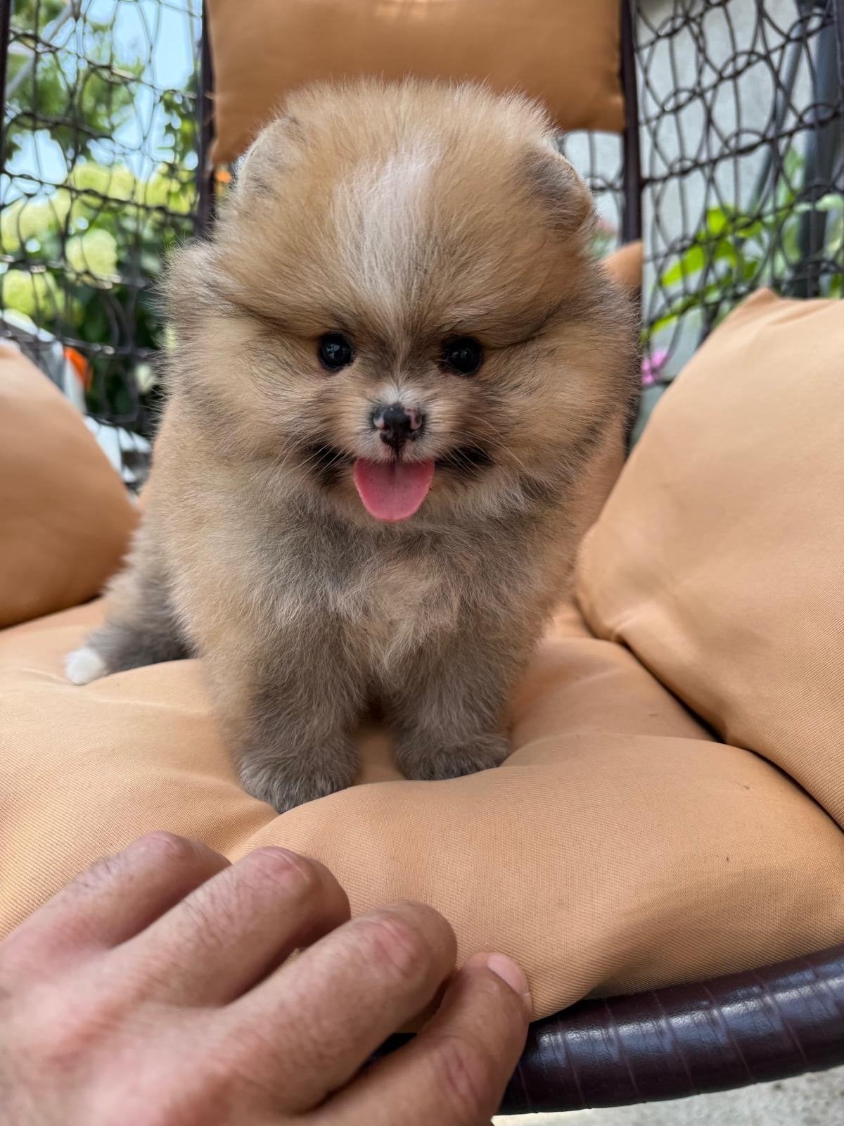 Pomeriaan pup, Overige rassen, 8 tot 15 weken, Buitenland, Parvo