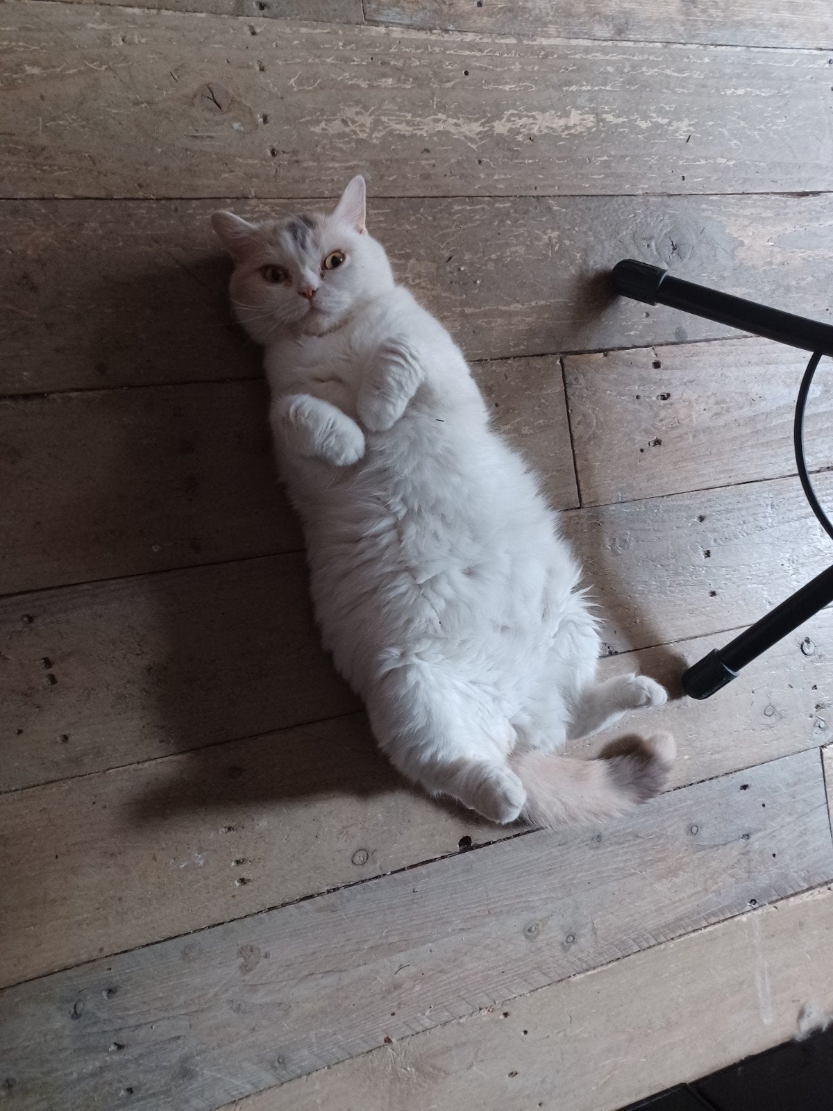 prachtige Britse korthaar poes, Poes, Met stamboom
