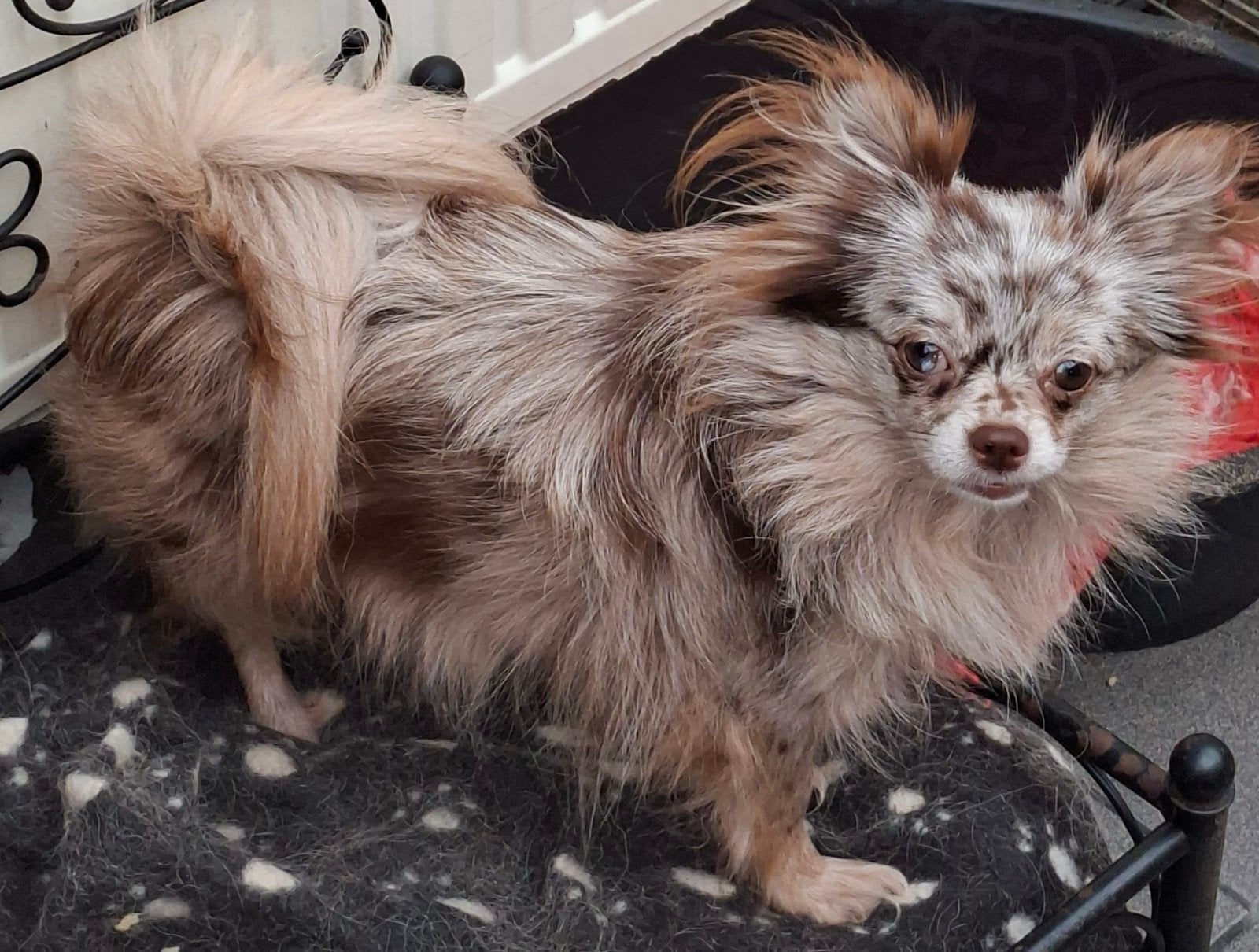 Te koop prachtig lief Pomchi teefje., Parvo, Overige rassen, 1 tot 2 jaar, Teef