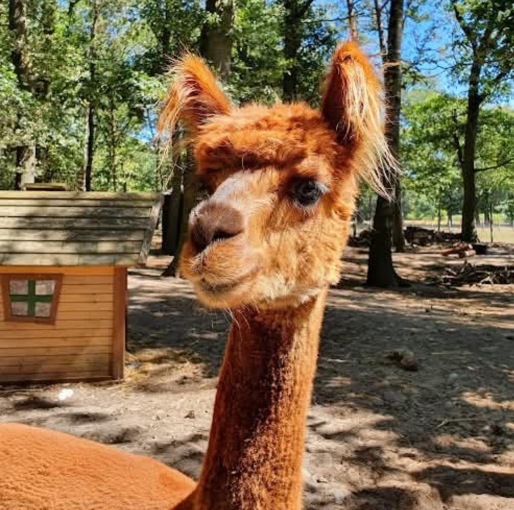 Alpacawol, Ophalen, Nieuw, Overige typen, Wolvilt