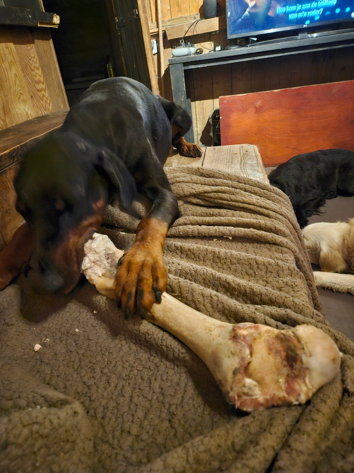 Te koop Doberman Teef, Overige rassen, Teef, Parvo, Meerdere