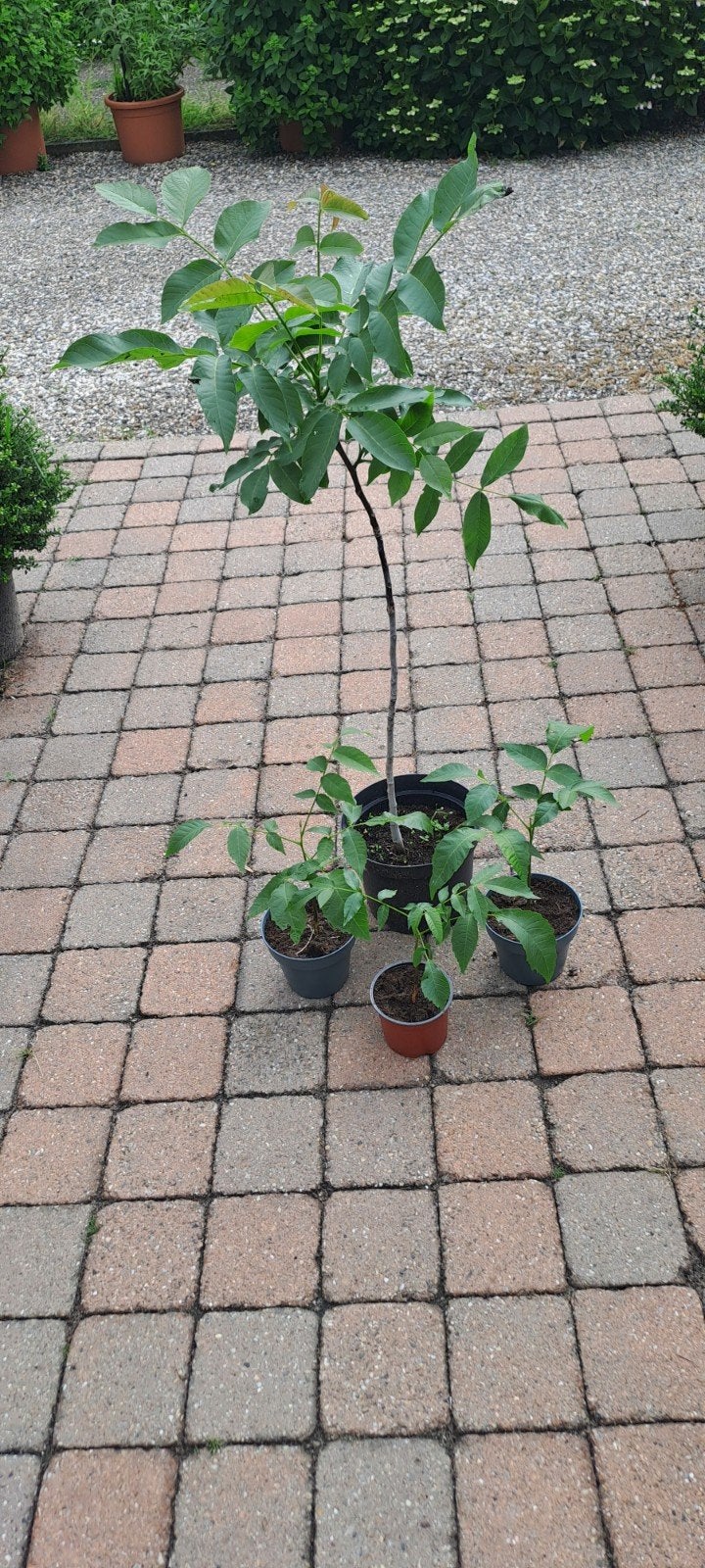 Walnoten boomjes & Strong Annabelle Hortensia's, Ophalen
