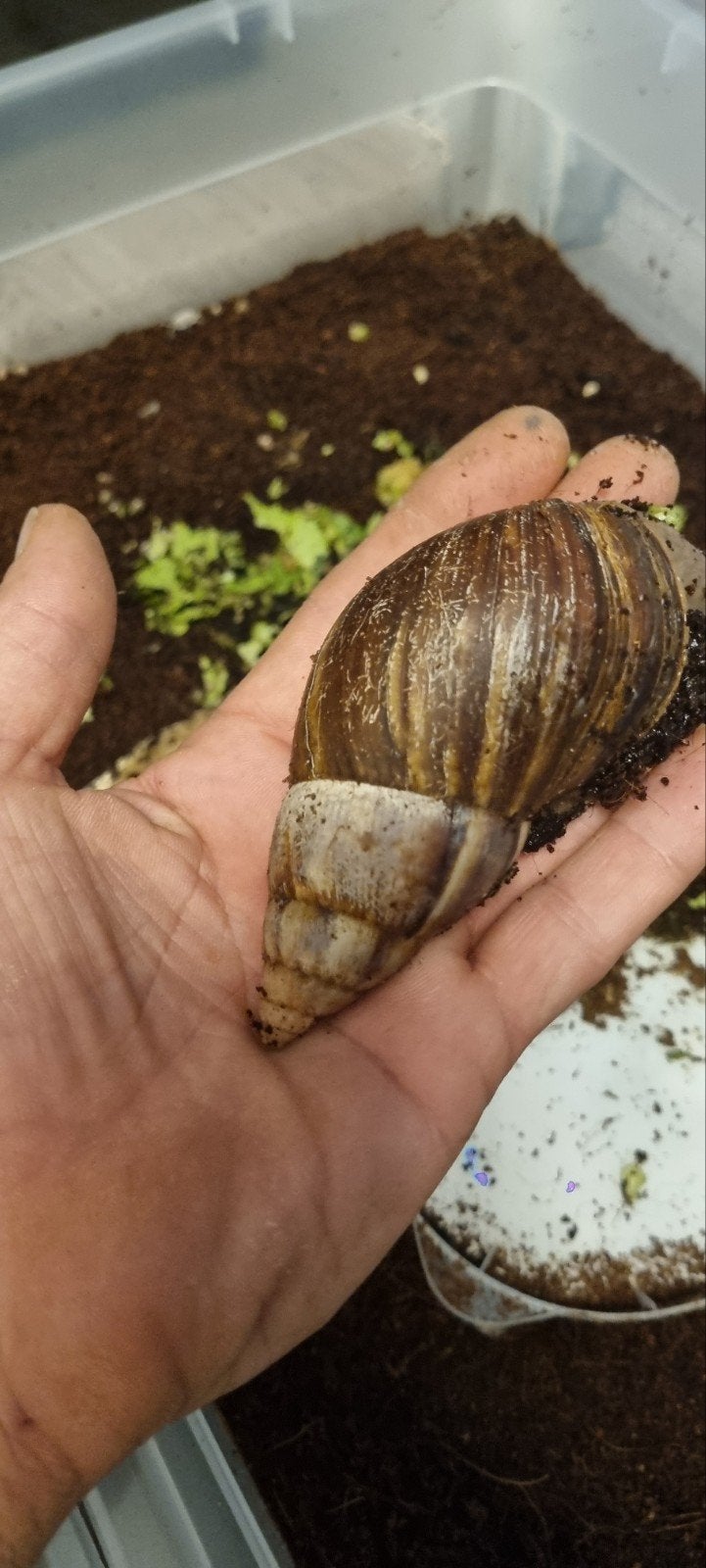 gratis agaatslakken, Dieren en Toebehoren