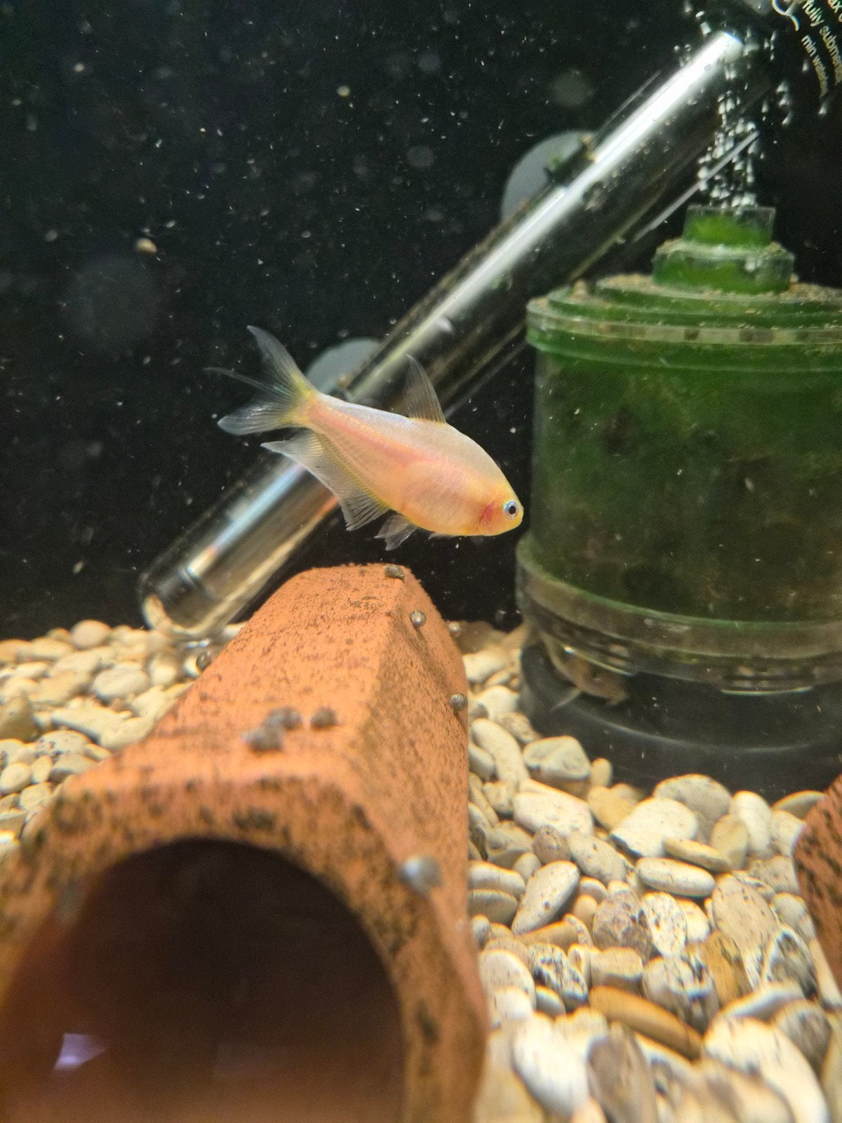 Albino keizer tetra man, Dieren en Toebehoren, Vissen | Aquariumvissen, Vis