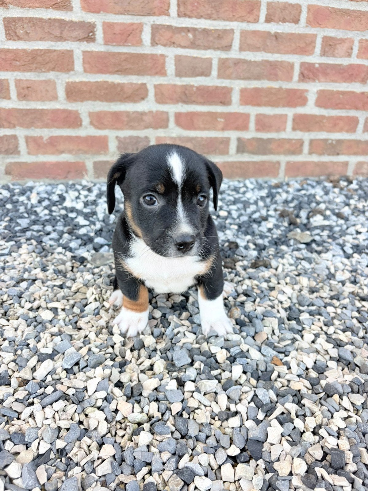 Jack russel mix, Jack Russell Terriër, 8 tot 15 weken, CDV (hondenziekte), Meerdere