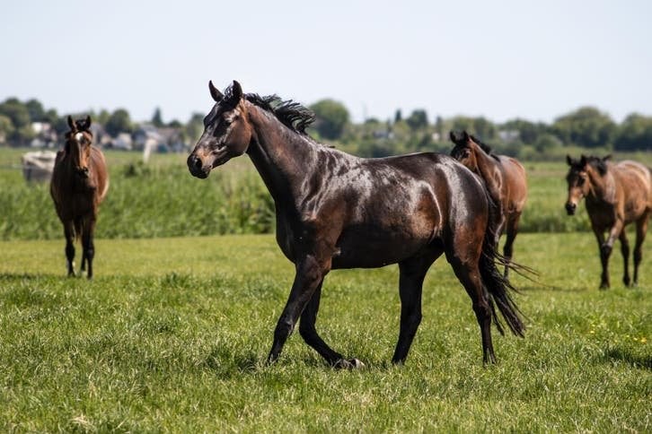 Veelbelovende 3-jarige KWPN-merrie met Grand Prix-afstamming, Merrie, Met stamboom, Dressuurpaard, 3 tot 6 jaar