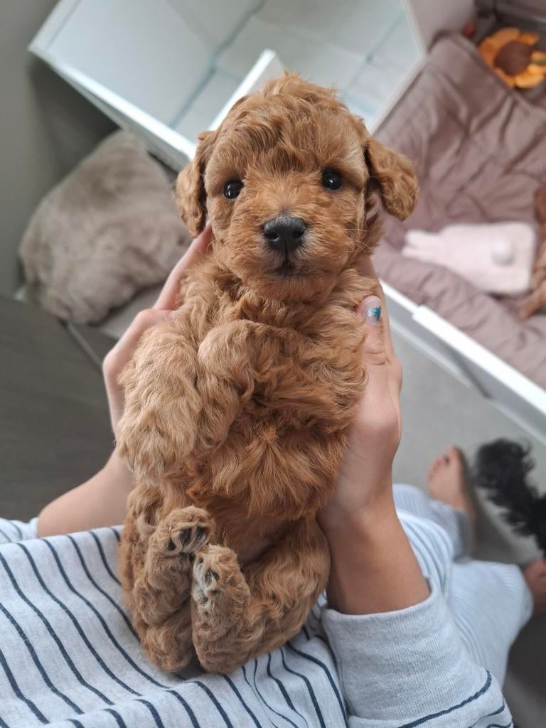 Abrikoos maltipoo/toypoedel teefje, Dieren en Toebehoren, Poedel, Parvo, 8 tot 15 weken, Meerdere