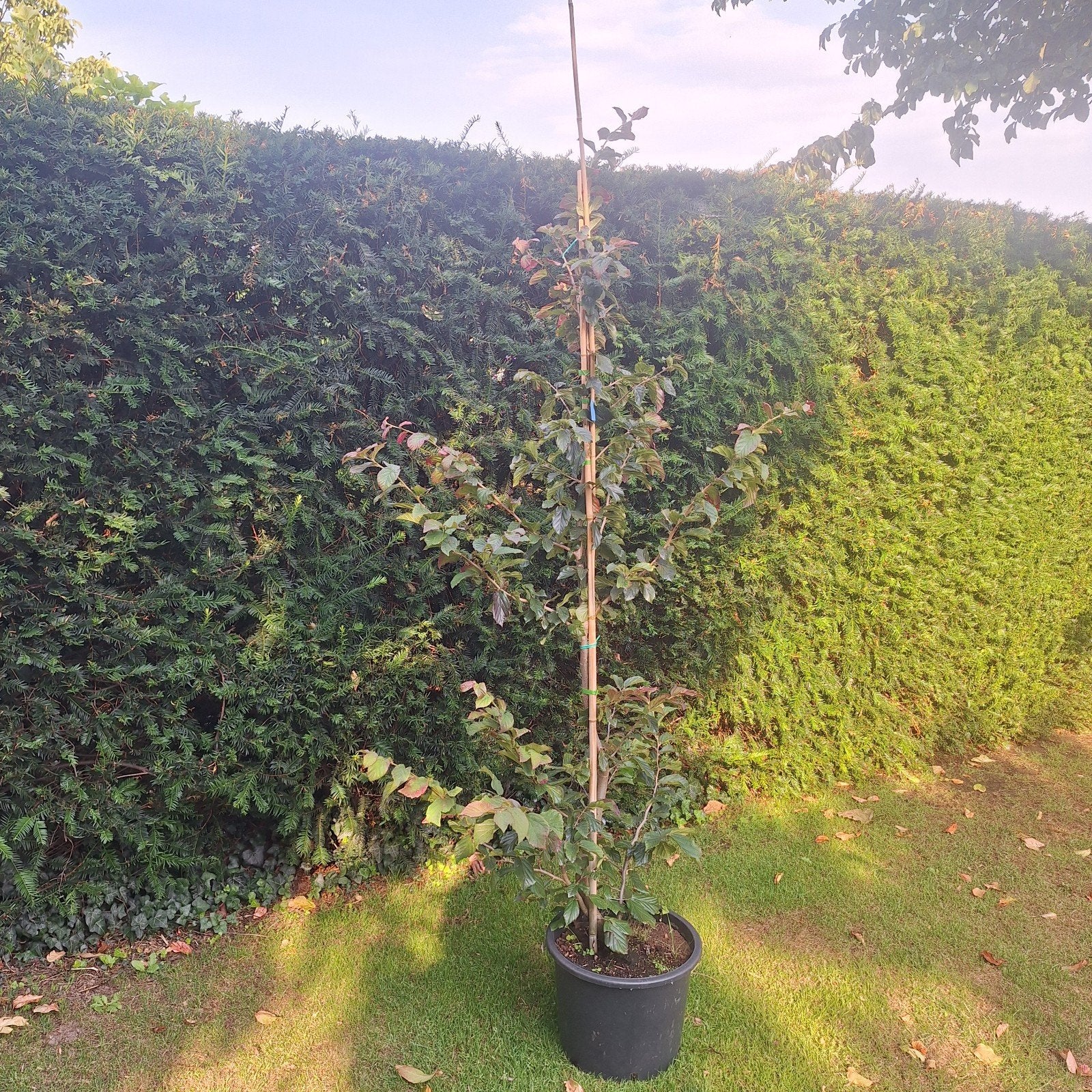 Perzisch ijzerhout Parrotia, Winter, Overige soorten, 100 tot 250 cm, Ophalen