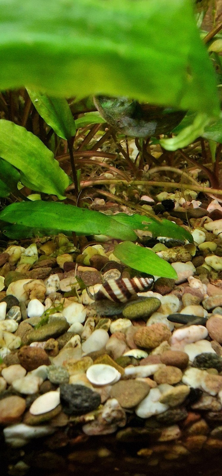 Anatome Helena slakken etende slak, Dieren en Toebehoren, Vissen | Aquariumvissen, Slak of Weekdier, Zoutwatervis