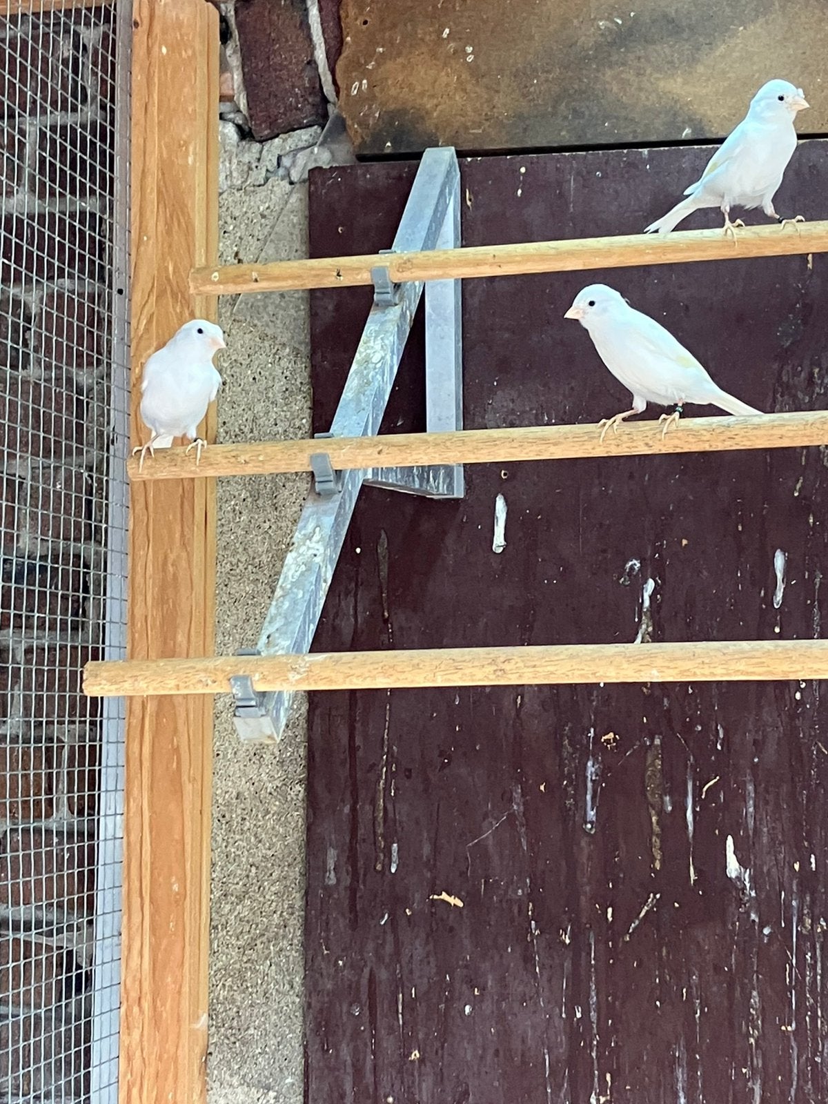 Jonge witte kanaries, Dieren en Toebehoren, Vogels | Kanaries, Meerdere dieren, Kleurkanarie