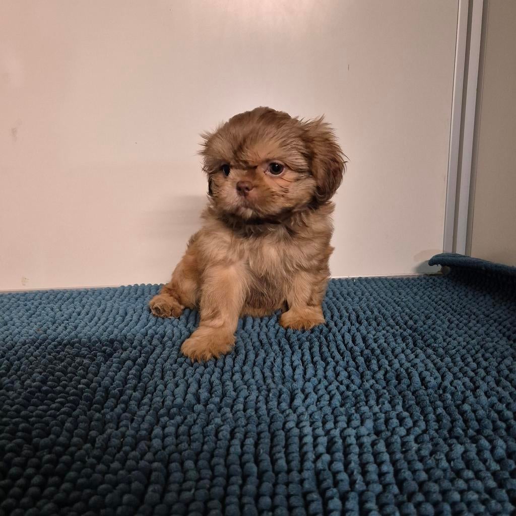 bijzondere gekleurde choco shih tzu pups, Overige rassen, 8 tot 15 weken, Meerdere, Meerdere dieren