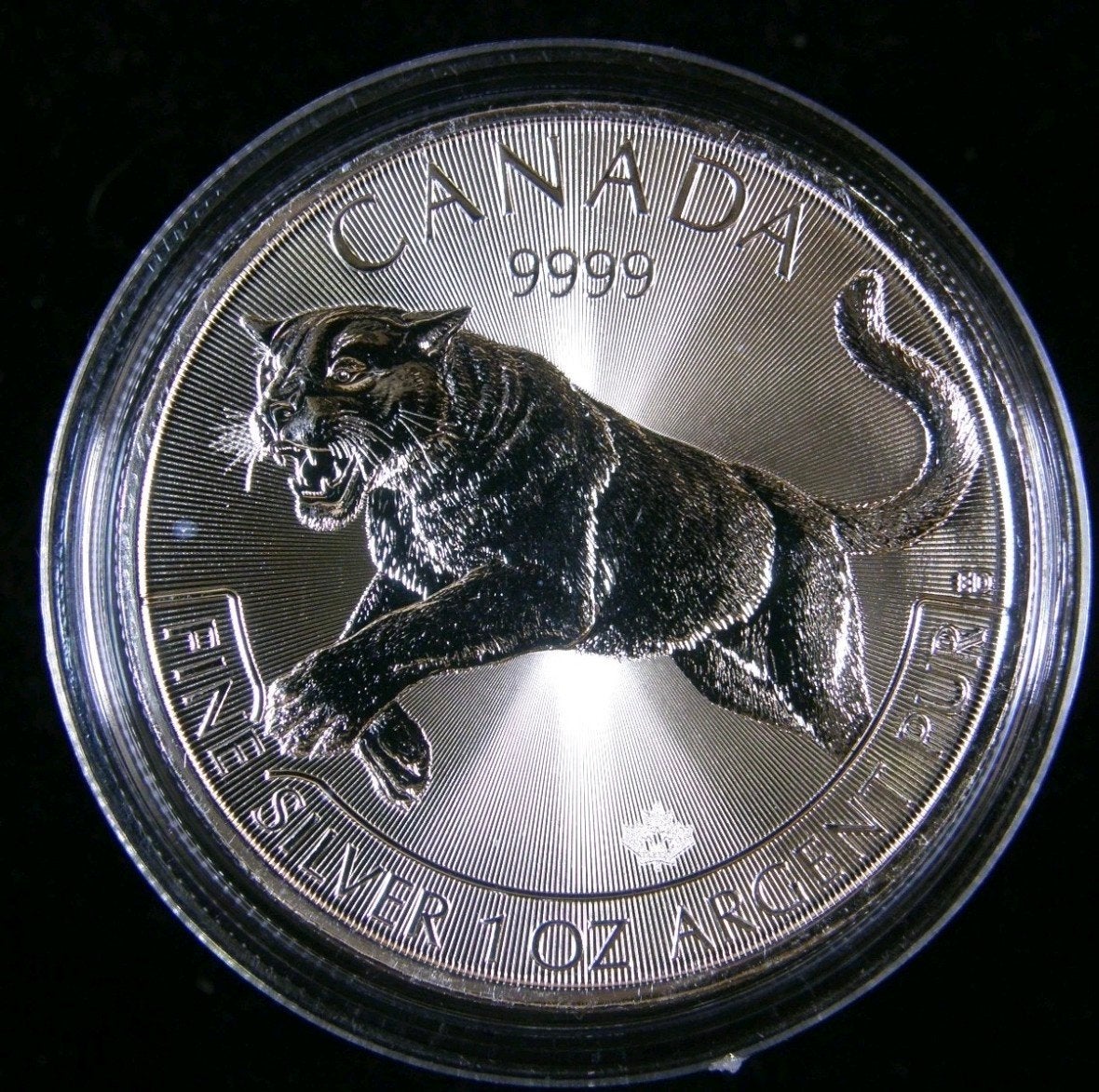 2016 Canada Zilveren cougar Munt 1 oz 9999, Ophalen of Verzenden, Zilver