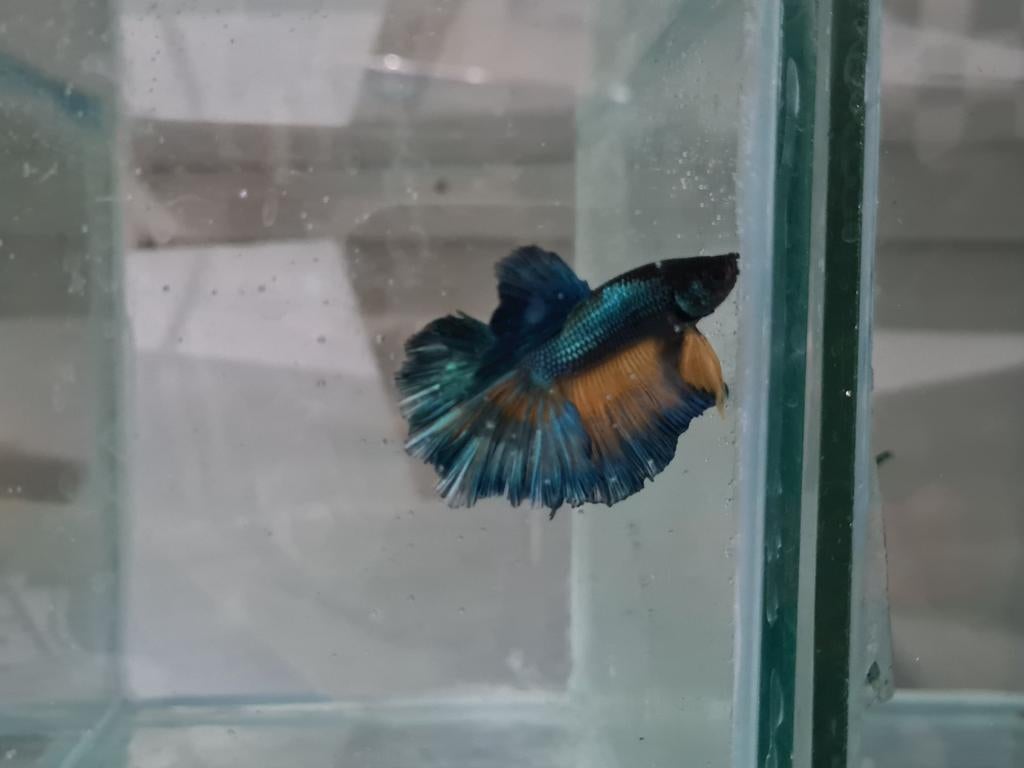 Betta splendens super delta kempvis man, Dieren en Toebehoren, Vissen | Aquariumvissen, Vis, Zoetwatervis