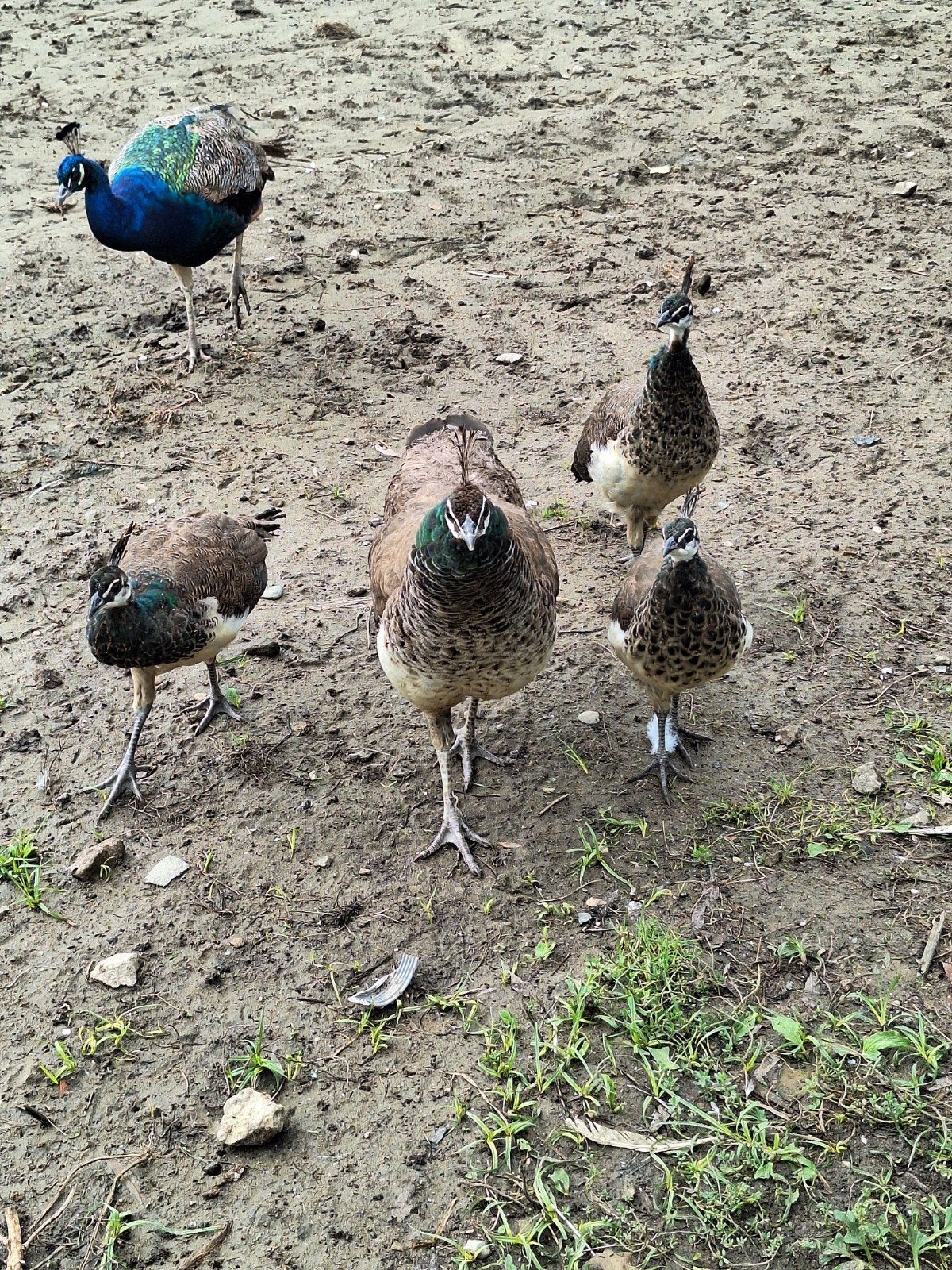 Pauwen, Dieren en Toebehoren