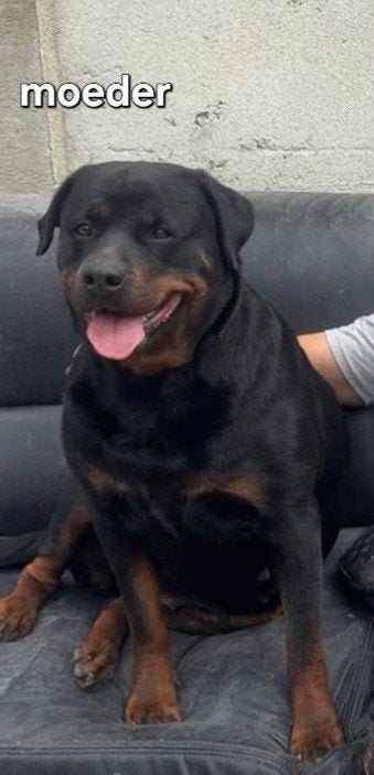 Rottweiler, België, Particulier, 8 tot 15 weken, Meerdere