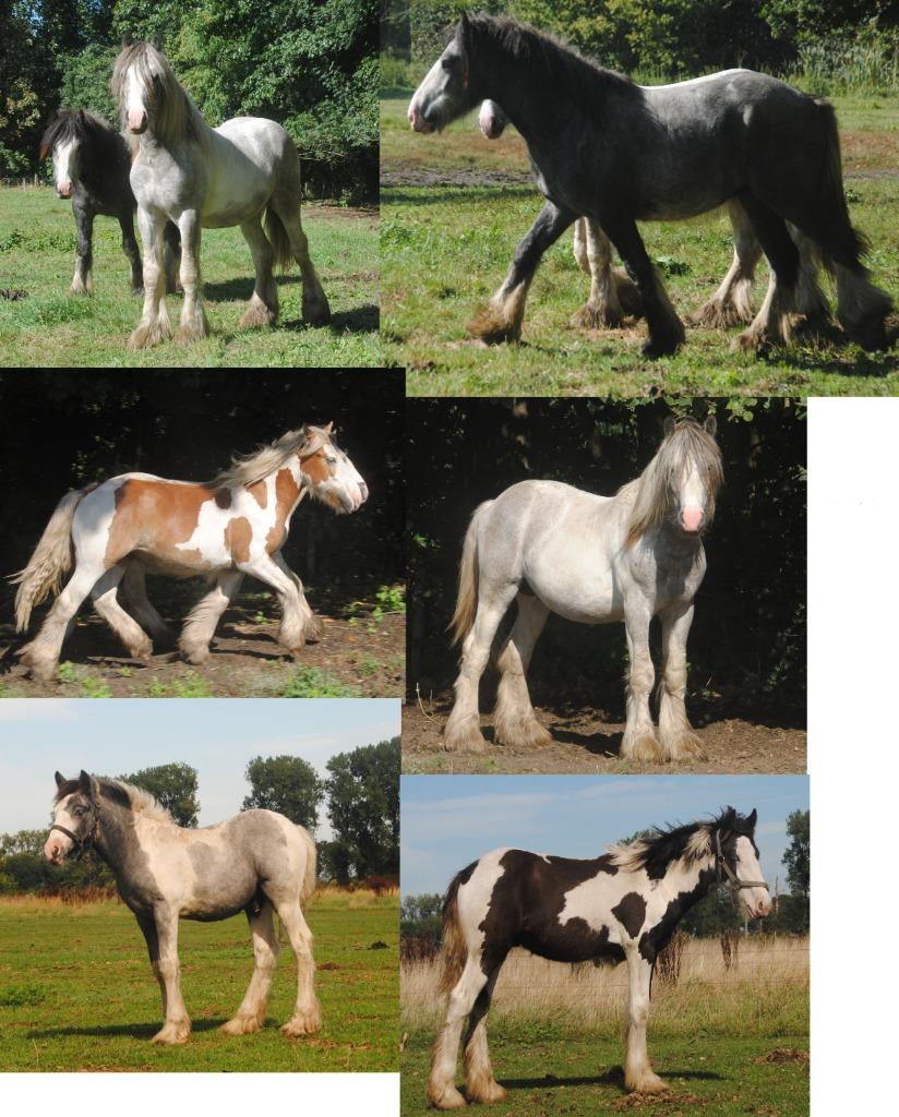 Irish Cob / tinker ruinen en merries, Dieren en Toebehoren, Meerdere dieren