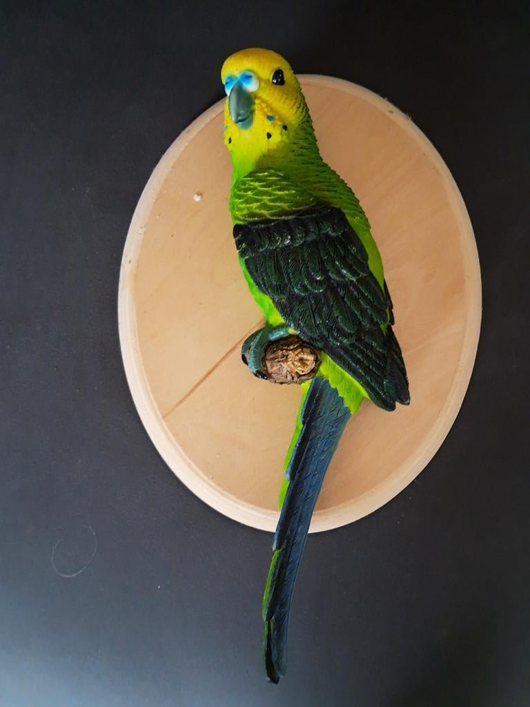 Mooi beeld vsn een grasparkiet te koop, Ophalen of Verzenden, Zo goed als nieuw, Dier