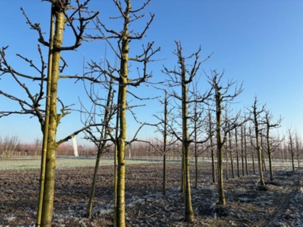 Oudere halfstam fruitbomen, kers , appel, peer, Ophalen of Verzenden, 250 tot 400 cm, Appelboom, Lente