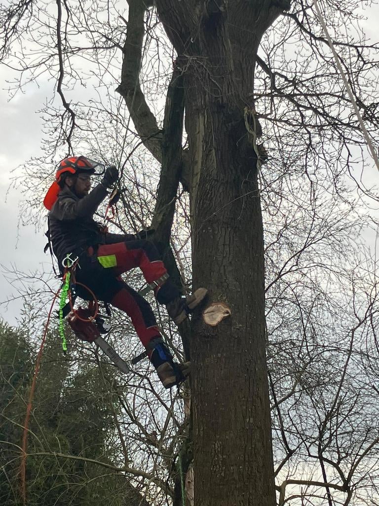,Moeilijke bomen snoeien/kappen dmv klimmen, Tuinonderhoud of Snoeiwerk